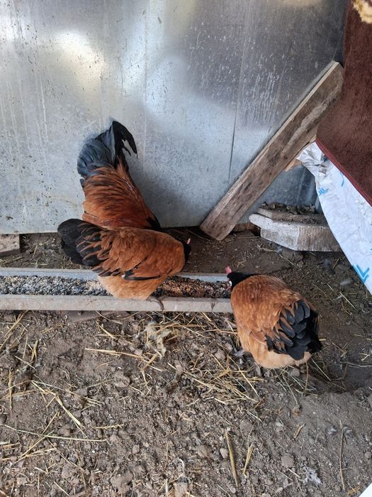 Vând oua de incubat de la găinile din poza