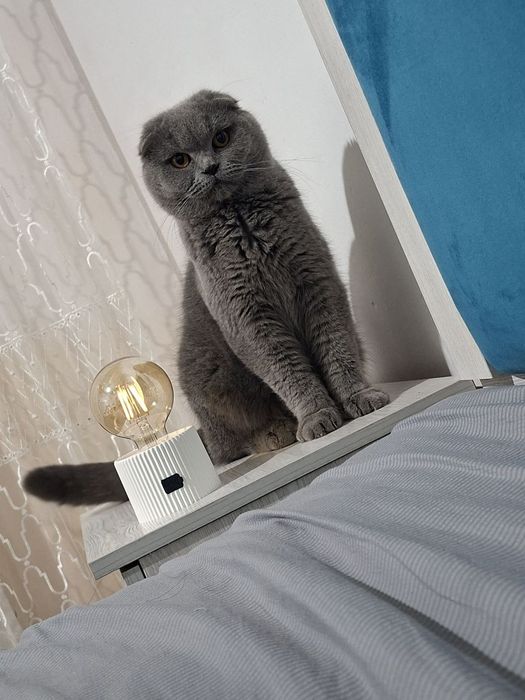 Skottish fold sotiladi