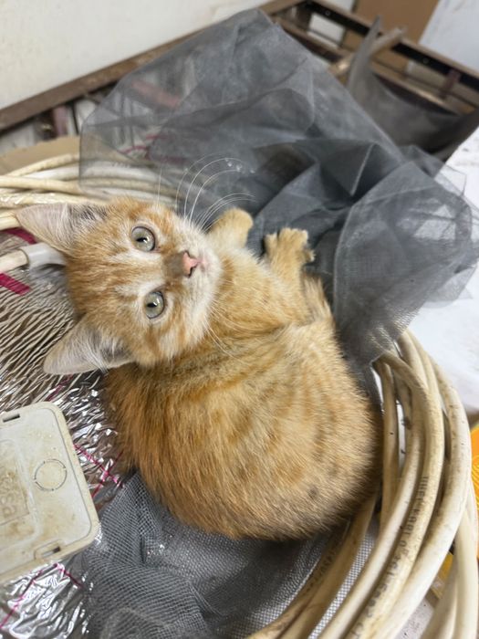Котенок девочка в добрые руки!