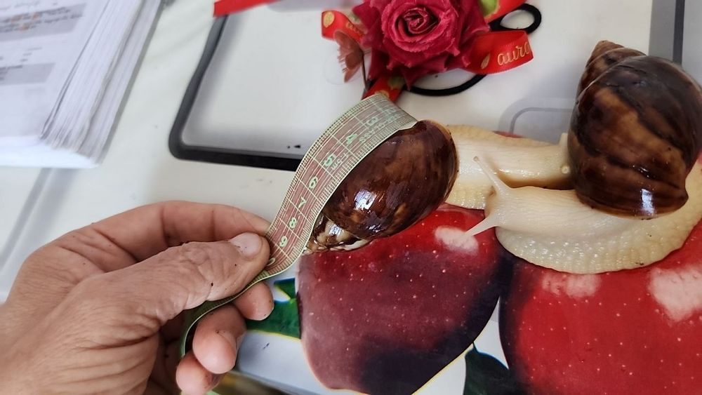 Соглом актив улиткалар бор сотувда