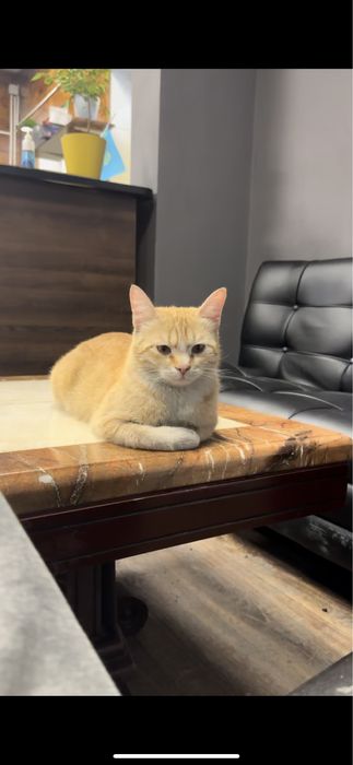 Отдам кота в хорошие руки