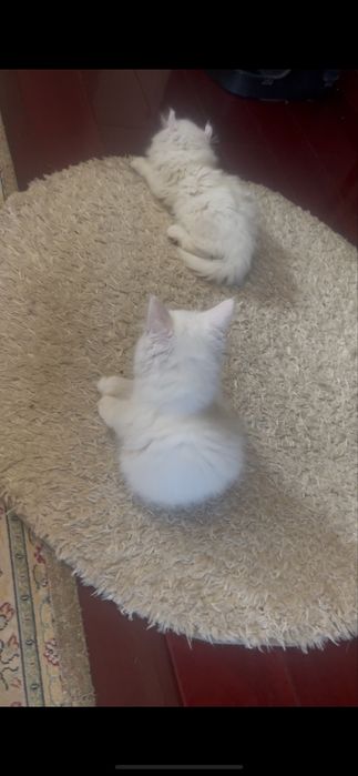 Девочка Мэйн Кун белая как снег