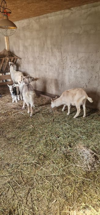 Vând 4 capre 1 țap castrat de un an, și 3 iezi de o luna.