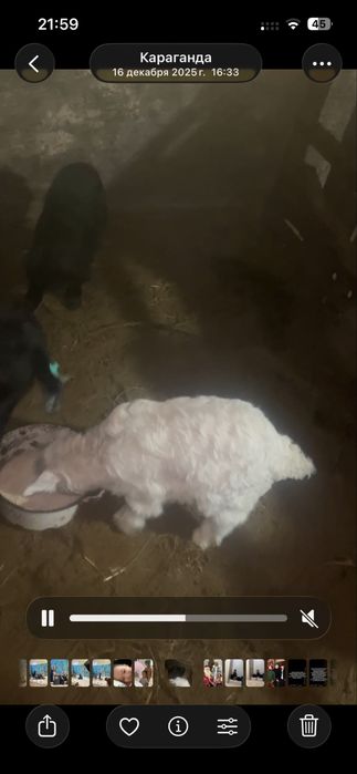 Ешкилер сатам лактар