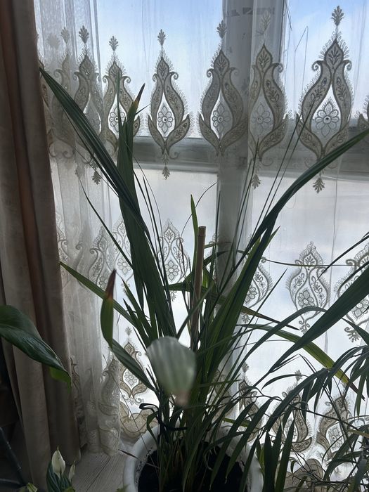 Продам комнатные цветы