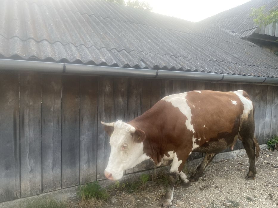 Vaca baltata romaneasca