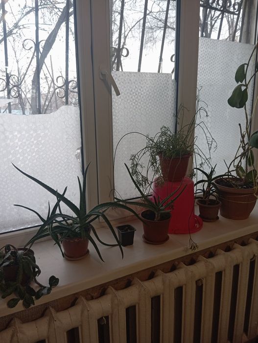 Продам комнатные цветы