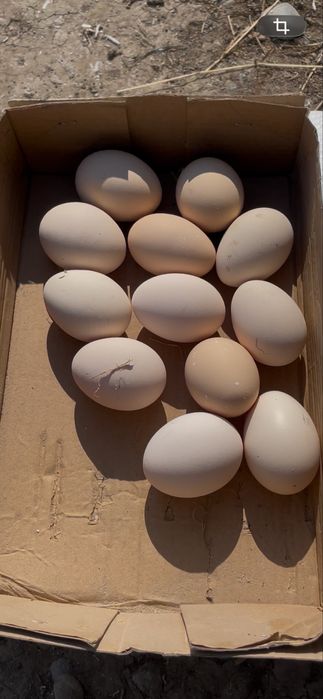 Uy tuxumi urug’langan