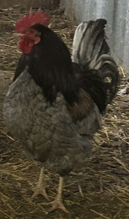 Домашние яйца, домашнее яйцо