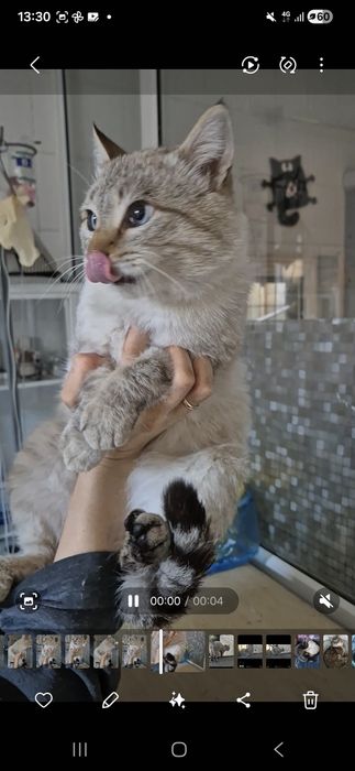 Котика бросила хозяйка!