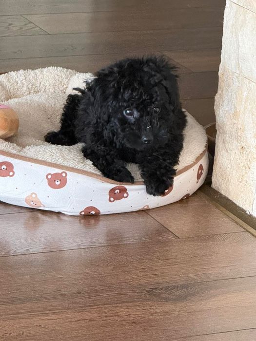 Той Пудел/ Toy Poodle Черно Момиче с паспорт и ваксини
