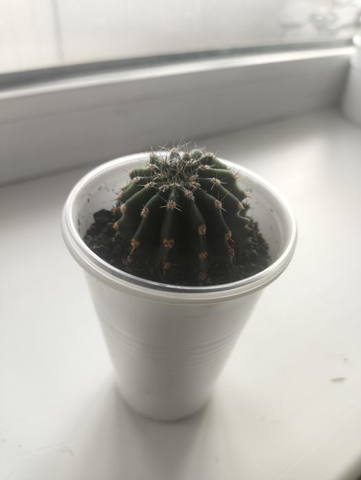 Кактус. Комнатное растение.