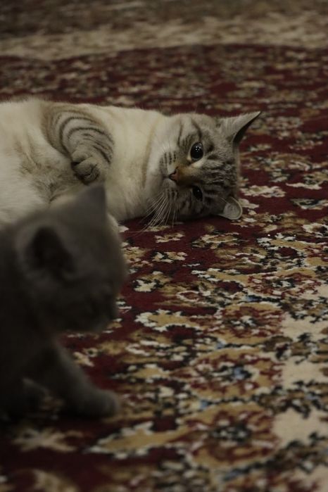 Продается Пародистие кот