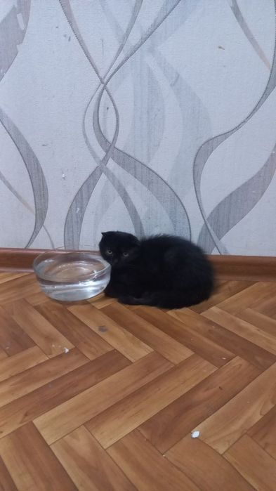 Скотиш страйт и Скотиш фолд