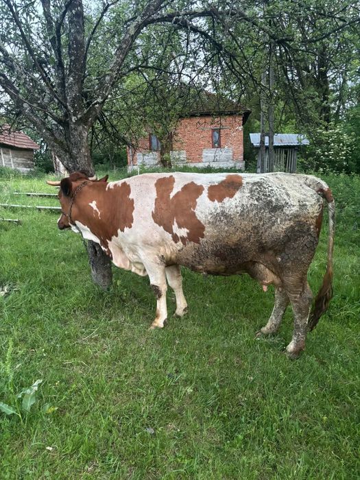 Vand vaca cu lapte