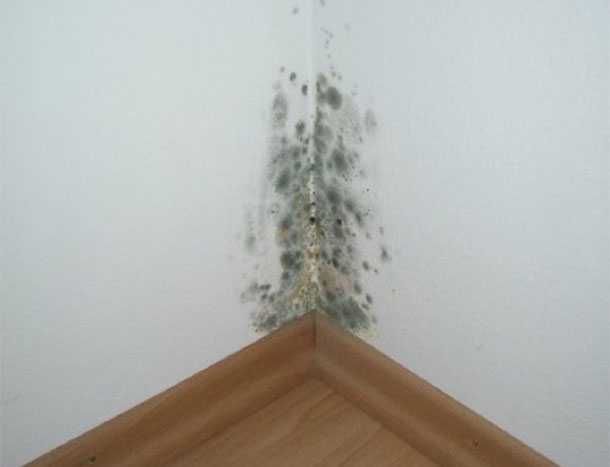 STERYLSAN – это дезинфицирующий состав высокого качества под обои