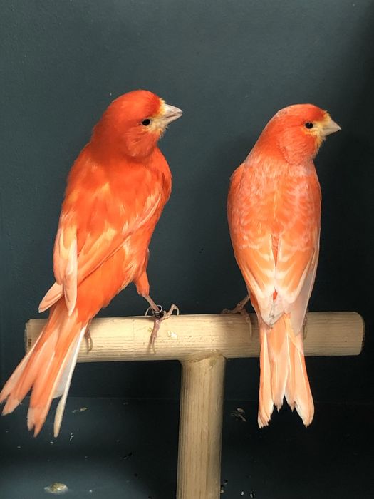 Пара канареек (самка + самец)