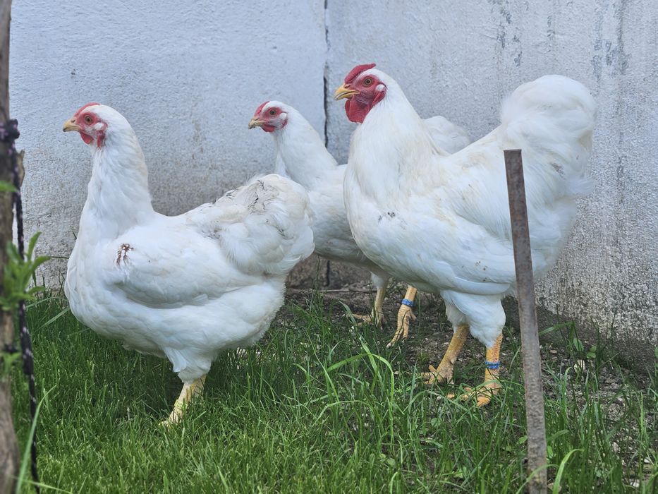 Vand sau schimb cu papagali familii sau cocosi  wiandotte