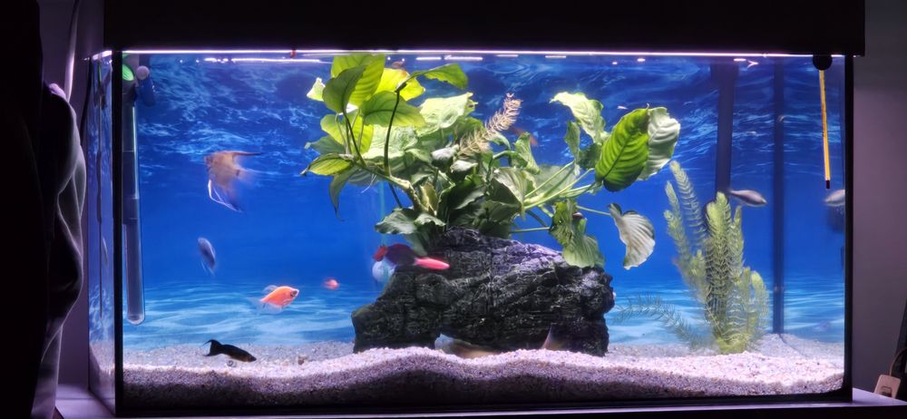 Acvariu Complet 112L
