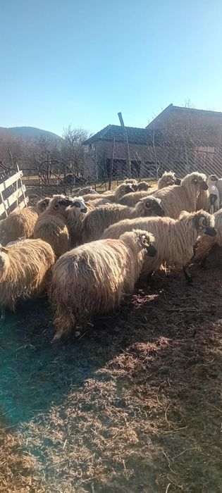 Vând 32 oi foarte frumoase