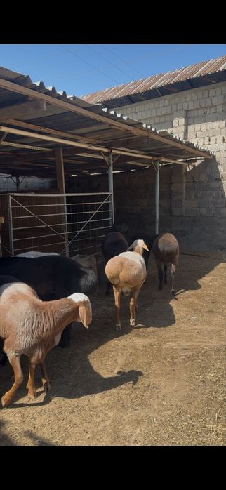 Qochqorla sotiladi 85mindan taroziga srochna