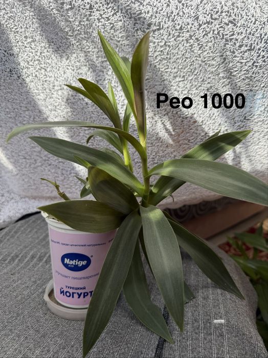 Комнатные цветы продаю