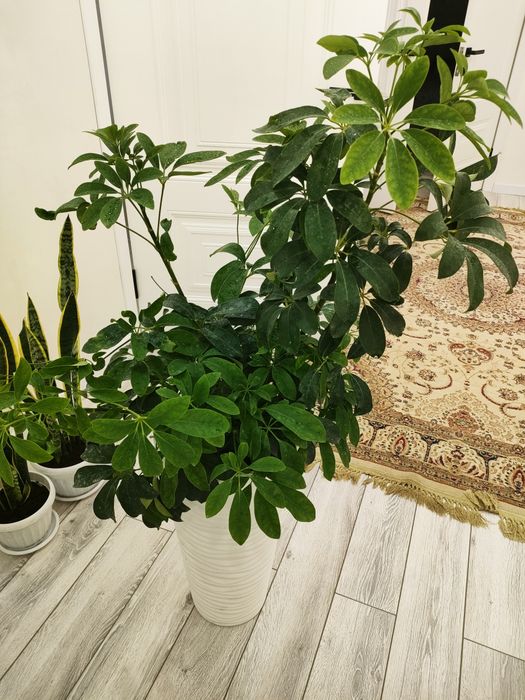 Комнатные растения, доставка