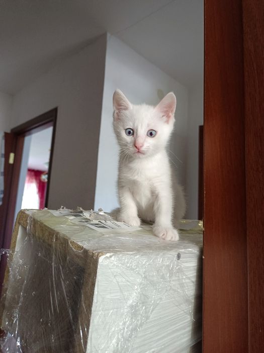 Отдам котят в добрые руки