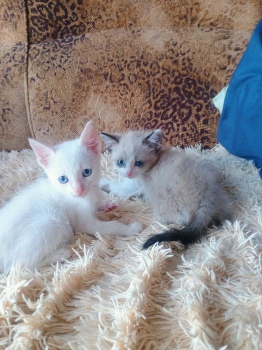 Отдам в добрые руки котят