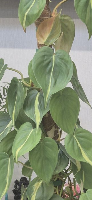 Комнатные растения,