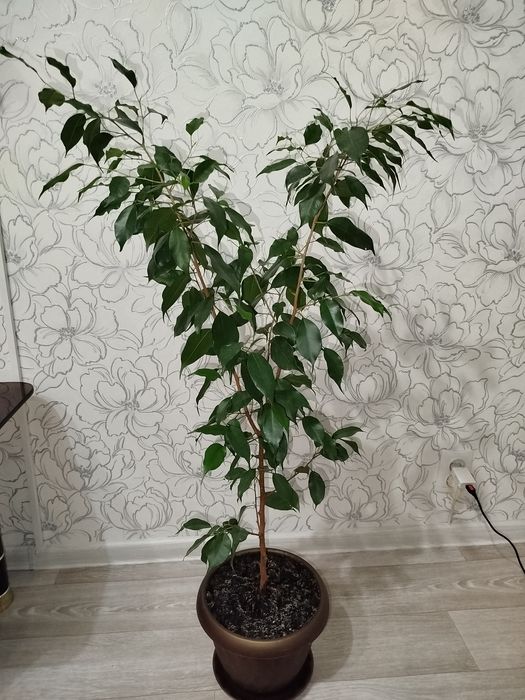 Комнатные цветы продам