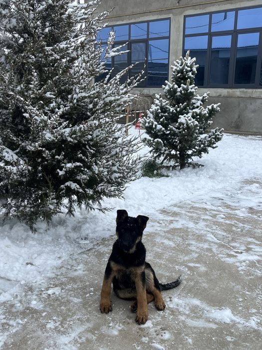 Шенок немецкая овчарка