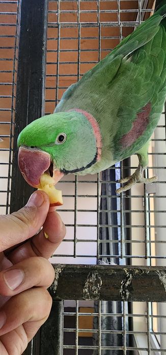 Александриские попугай пара