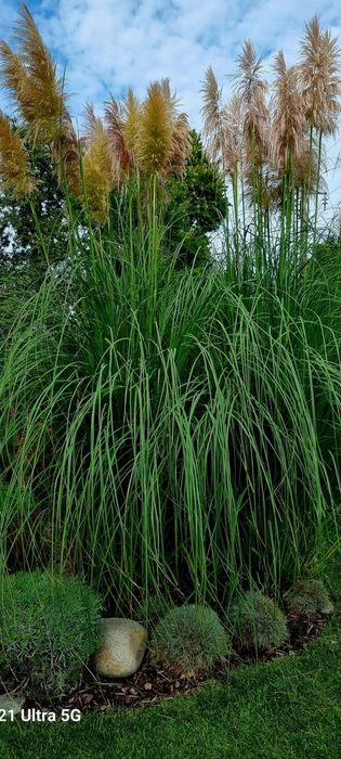 Пампаска трева, кортадерия