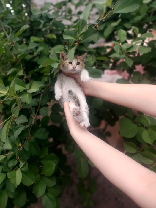 котята Шымкент))