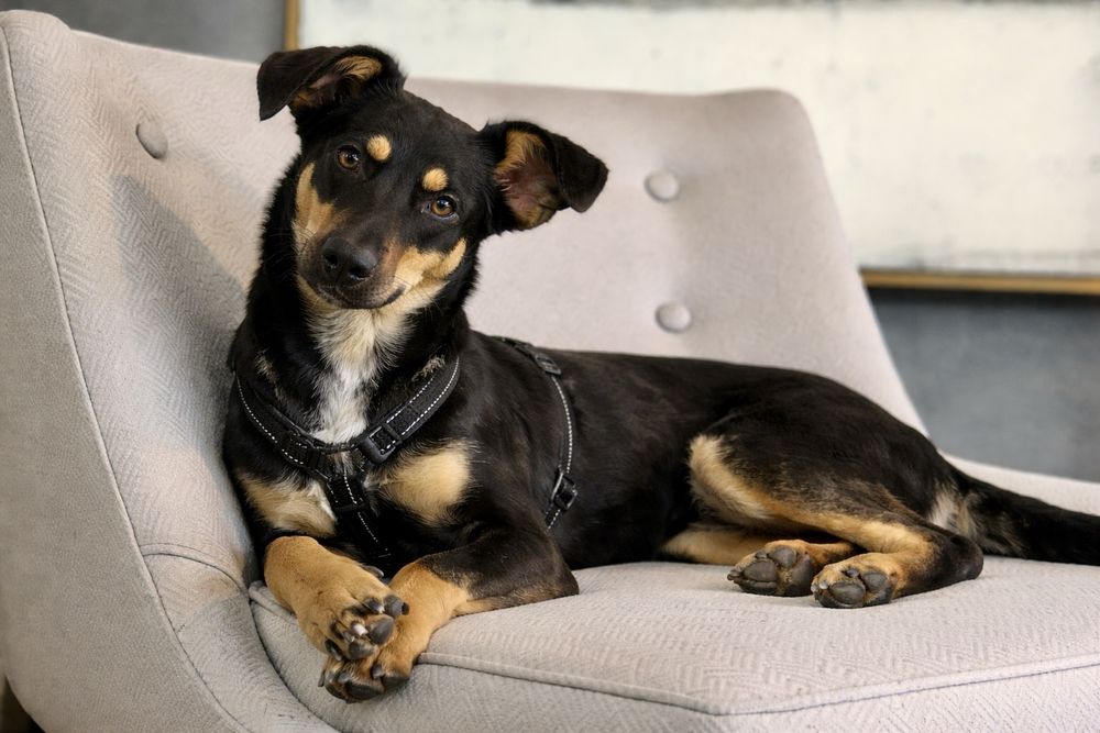 Собака Найла — готовая домашняя девочка