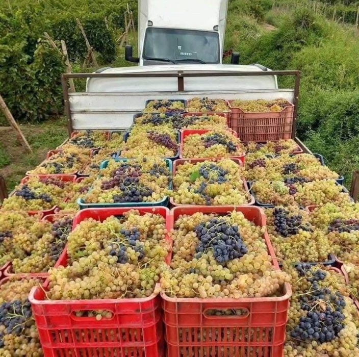 Struguri de vin