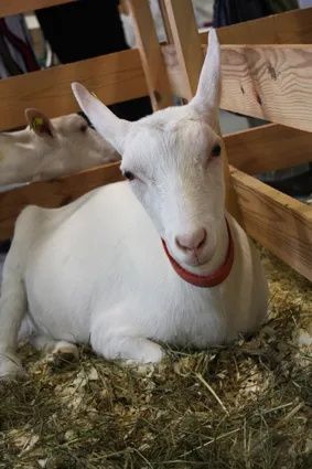 КОЗЬЕ МОЛОКО Свежее натуральное