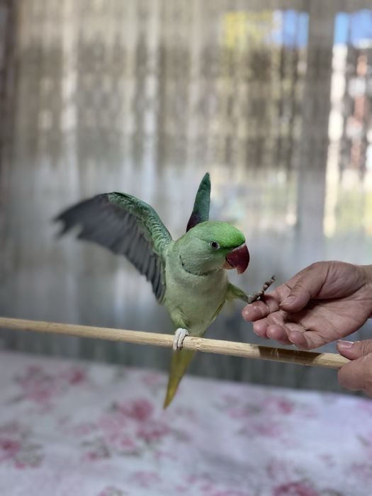 Продается Александрийский ручной попугай