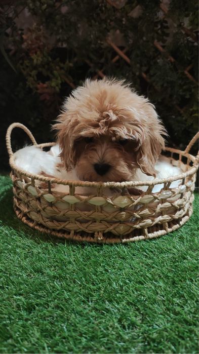 Pui Maltipoo mascul