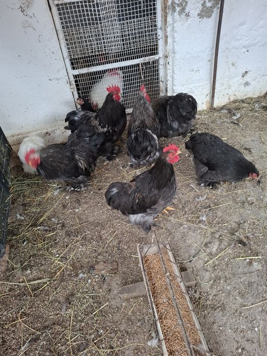 Vând găini cochinchina pitic