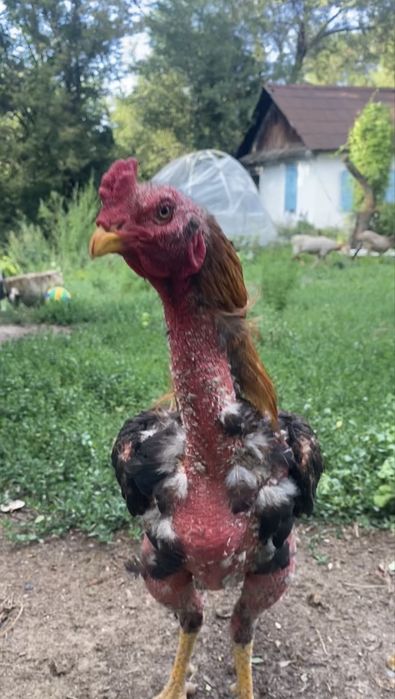 Продам дакан петуха