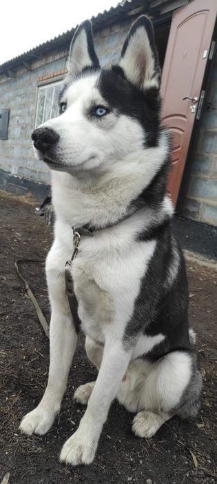 Кобель ищет невесту