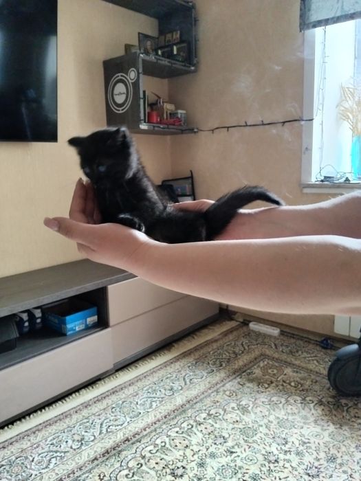 Отдам котенка в добрые руки