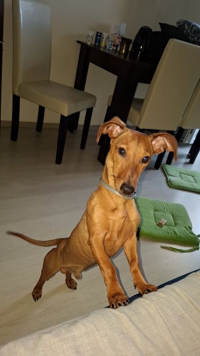 Подарявам мъжко дакелче