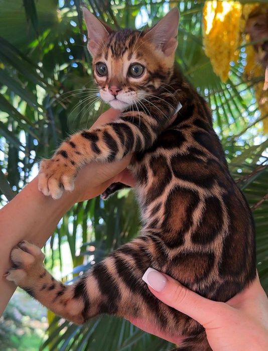 Продажа Бенгальских Котят!