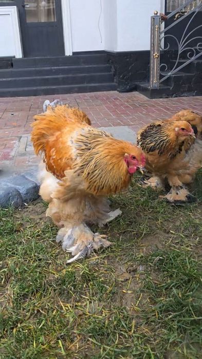 Brama tovuq tuxumi va joʻjasi sotiladi. Qoni va zoti tozasi.