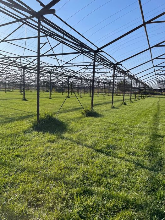 Газон уруг Дания