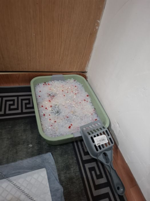 Котенок голубоглазый