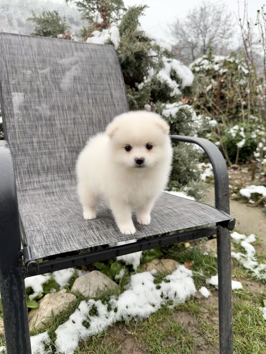 Померан мини момиче. Померанче